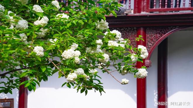 晓高端用户如何选择靠谱旅行社？开元棋牌无